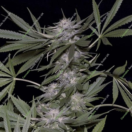 Big Head Confidential Feminized Marijuana Strain by Big Head Seeds For Sale Online at Cannabis Seeds Outlet