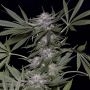 Big Head Confidential Feminized Marijuana Strain by Big Head Seeds For Sale Online at Cannabis Seeds Outlet