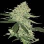 Big Stilton Auto Female Bighead Cannabis Seeds