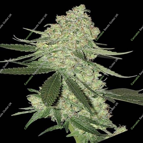 Big Stilton Auto Feminized Marijuana Strain by Big Head Seeds For Sale Online at Cannabis Seeds Outlet