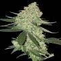 Big Stilton Auto Feminized Marijuana Strain by Big Head Seeds For Sale Online at Cannabis Seeds Outlet