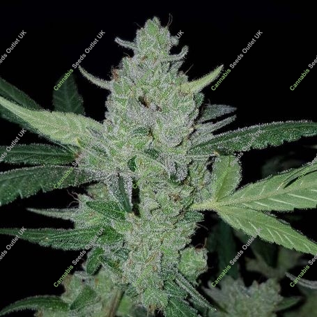 Gelato Automatic Feminized Marijuana Strain by Big Head Seeds For Sale Online at Cannabis Seeds Outlet