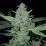 Gelato Automatic Feminized Marijuana Strain by Big Head Seeds For Sale Online at Cannabis Seeds Outlet