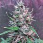 Bruce Banner No. 3 Fem Bighead Cannabis Seeds