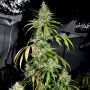 Bubblehead No.13 Female Bighead Cannabis Seeds