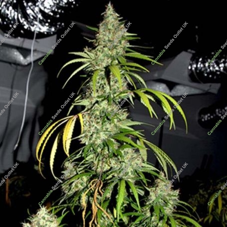Bubblehead No.13 Feminized Marijuana Strain by Big Head Seeds For Sale Online at Cannabis Seeds Outlet