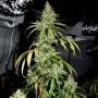 Bubblehead No.13 Feminized Marijuana Strain by Big Head Seeds For Sale Online at Cannabis Seeds Outlet