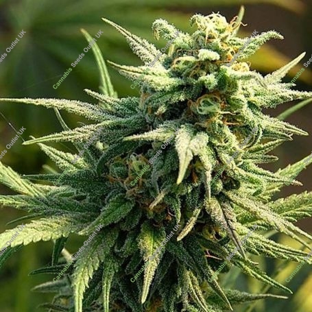 Buzz n Smiles Feminized Marijuana Strain by Big Head Seeds For Sale Online at Cannabis Seeds Outlet