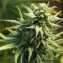 Buzz n Smiles Feminized Marijuana Strain by Big Head Seeds For Sale Online at Cannabis Seeds Outlet