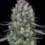 Chemdawg No.4 Female Bighead Cannabis Seeds