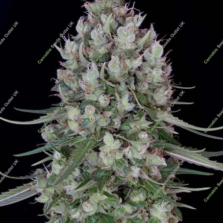 Chemdawg No.4 Feminized Marijuana Strain by Big Head Seeds For Sale Online at Cannabis Seeds Outlet