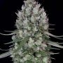 Chemdawg No.4 Feminized Marijuana Strain by Big Head Seeds For Sale Online at Cannabis Seeds Outlet