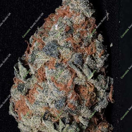 Cookie Dawg Feminized Marijuana Strain by Big Head Seeds For Sale Online at Cannabis Seeds Outlet
