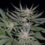 Critical Female Feminized Bighead Cannabis Seeds