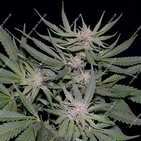 Critical Feminized Marijuana Strain by Big Head Seeds For Sale Online at Cannabis Seeds Outlet