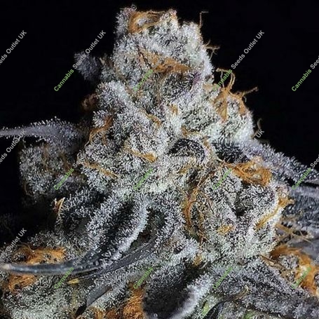 Crystal Gelato Feminized Marijuana Strain by Big Head Seeds For Sale Online at Cannabis Seeds Outlet