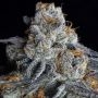 Crystal Gelato Feminized Marijuana Strain by Big Head Seeds For Sale Online at Cannabis Seeds Outlet