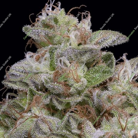 Do Si Dos Feminized Marijuana Strain by Big Head Seeds For Sale Online at Cannabis Seeds Outlet