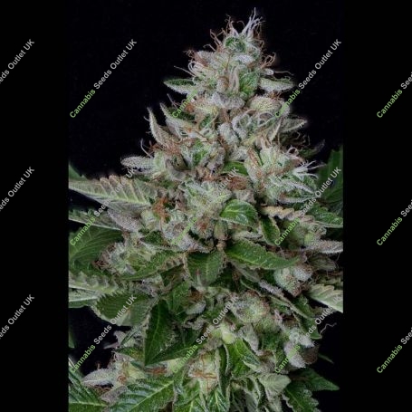 Do-lato Feminized Marijuana Strain by Big Head Seeds For Sale Online at Cannabis Seeds Outlet
