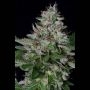 Do-lato Feminized Marijuana Strain by Big Head Seeds For Sale Online at Cannabis Seeds Outlet