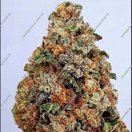 Dogstar Dawg Feminized Marijuana Strain by Big Head Seeds For Sale Online at Cannabis Seeds Outlet