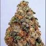 Dogstar Dawg Feminized Marijuana Strain by Big Head Seeds For Sale Online at Cannabis Seeds Outlet