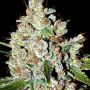 Fire OG Kush Female Bighead Cannabis Seeds