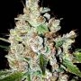 Fire OG Kush Feminized Marijuana Strain by Big Head Seeds For Sale Online at Cannabis Seeds Outlet