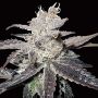 Freeze Berry Auto Female Bighead Cannabis Seeds