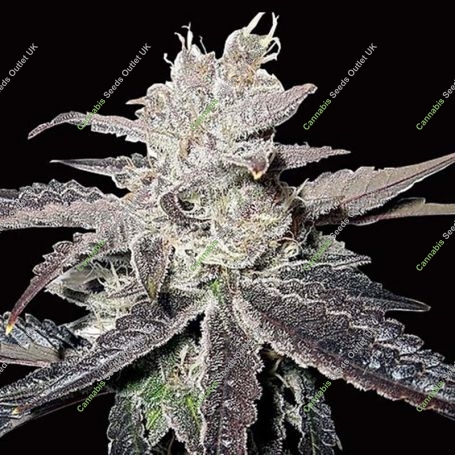 Freeze Berry Auto Feminized Marijuana Strain by Big Head Seeds For Sale Online at Cannabis Seeds Outlet