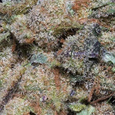 Girl Scout Cookies Feminized Marijuana Strain by Big Head Seeds For Sale Online at Cannabis Seeds Outlet