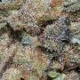 Girl Scout Cookies Feminized Marijuana Strain by Big Head Seeds For Sale Online at Cannabis Seeds Outlet