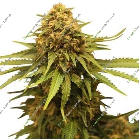 Gnasha Feminized Marijuana Strain by Big Head Seeds For Sale Online at Cannabis Seeds Outlet