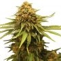 Gnasha Feminized Marijuana Strain by Big Head Seeds For Sale Online at Cannabis Seeds Outlet