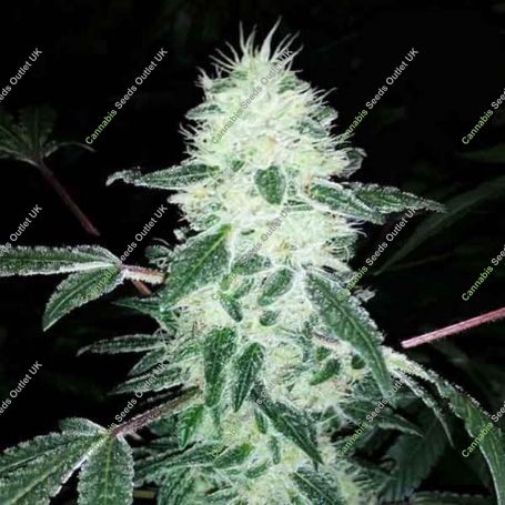 Gorilla Cookies Feminized Marijuana Strain by Big Head Seeds For Sale Online at Cannabis Seeds Outlet
