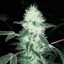 Gorilla Cookies Feminized Marijuana Strain by Big Head Seeds For Sale Online at Cannabis Seeds Outlet