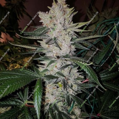 Gorilla Zkittelz Feminized Marijuana Strain by Big Head Seeds For Sale Online at Cannabis Seeds Outlet