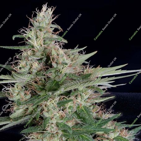 Grandaddy Banner Feminized Marijuana Strain by Big Head Seeds For Sale Online at Cannabis Seeds Outlet