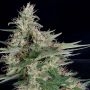 Grandaddy Banner Feminized Marijuana Strain by Big Head Seeds For Sale Online at Cannabis Seeds Outlet