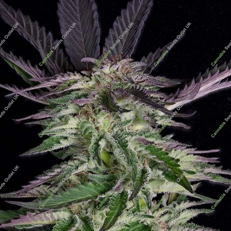 Grandaddy Purple Feminized Marijuana Strain by Big Head Seeds For Sale Online at Cannabis Seeds Outlet