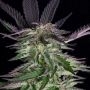 Grandaddy Purple Feminized Marijuana Strain by Big Head Seeds For Sale Online at Cannabis Seeds Outlet