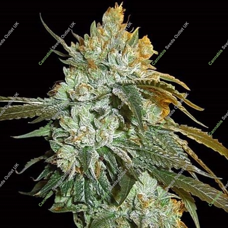 Head Stash Auto Feminized Marijuana Strain by Big Head Seeds For Sale Online at Cannabis Seeds Outlet