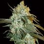 Head Stash Auto Feminized Marijuana Strain by Big Head Seeds For Sale Online at Cannabis Seeds Outlet