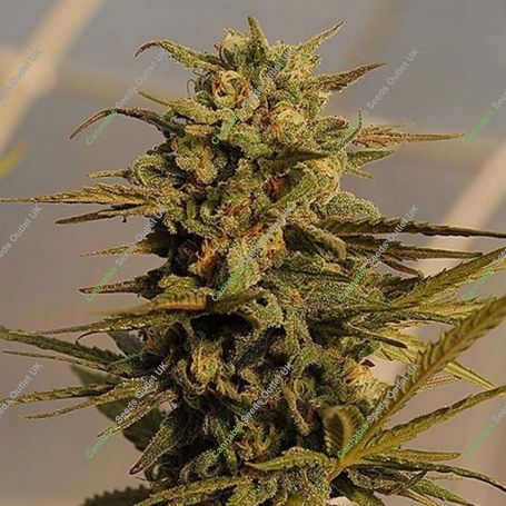 Julies Cookies Auto Feminized Marijuana Strain by Big Head Seeds For Sale Online at Cannabis Seeds Outlet
