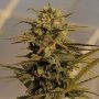 Julies Cookies Auto Feminized Marijuana Strain by Big Head Seeds For Sale Online at Cannabis Seeds Outlet