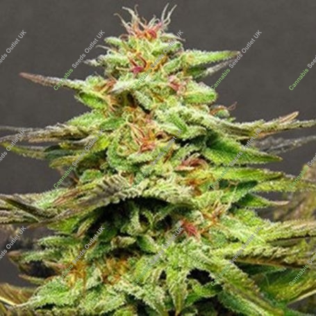 Julies Cookies Feminized Marijuana Strain by Big Head Seeds For Sale Online at Cannabis Seeds Outlet