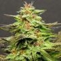 Julies Cookies Feminized Marijuana Strain by Big Head Seeds For Sale Online at Cannabis Seeds Outlet