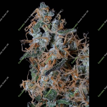 Platinum Cookies Feminized Marijuana Strain by Big Head Seeds For Sale Online at Cannabis Seeds Outlet