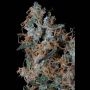 Platinum Cookies Feminized Marijuana Strain by Big Head Seeds For Sale Online at Cannabis Seeds Outlet