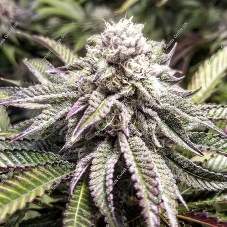Purple Punch Feminized Marijuana Strain by Big Head Seeds For Sale Online at Cannabis Seeds Outlet